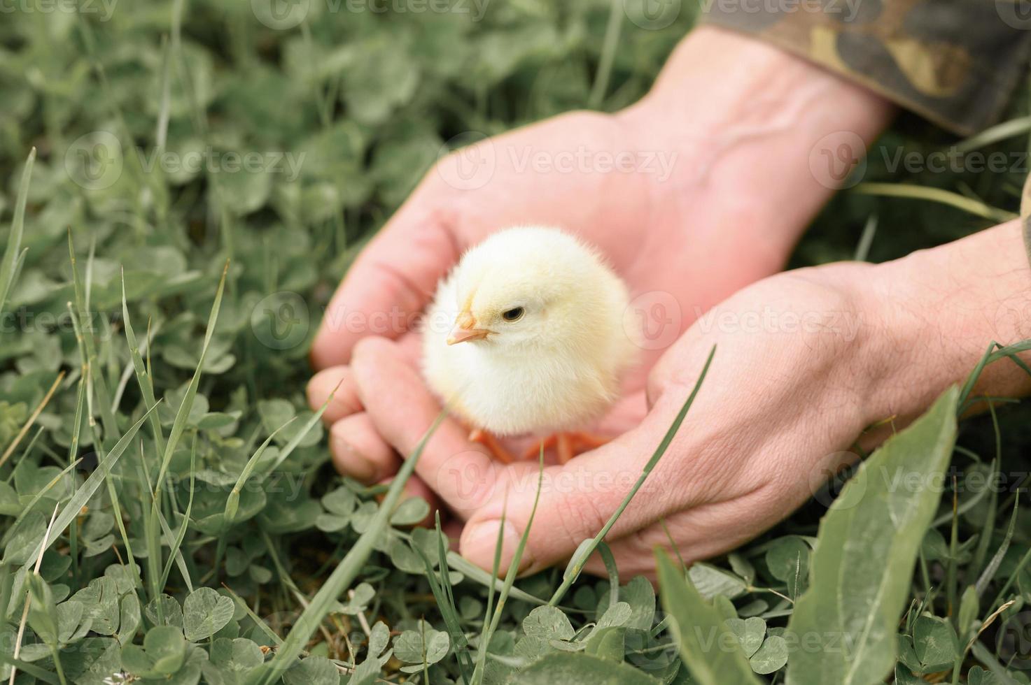 pollito bebé recién nacido sosteniendo hombre adulto manos de granjero foto