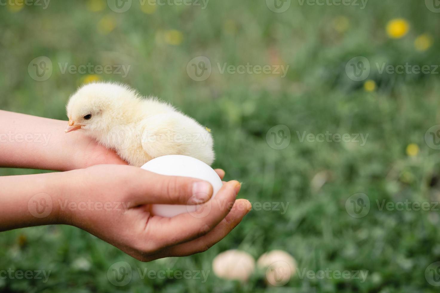 chick newborn baby holding kid farmer hands photo