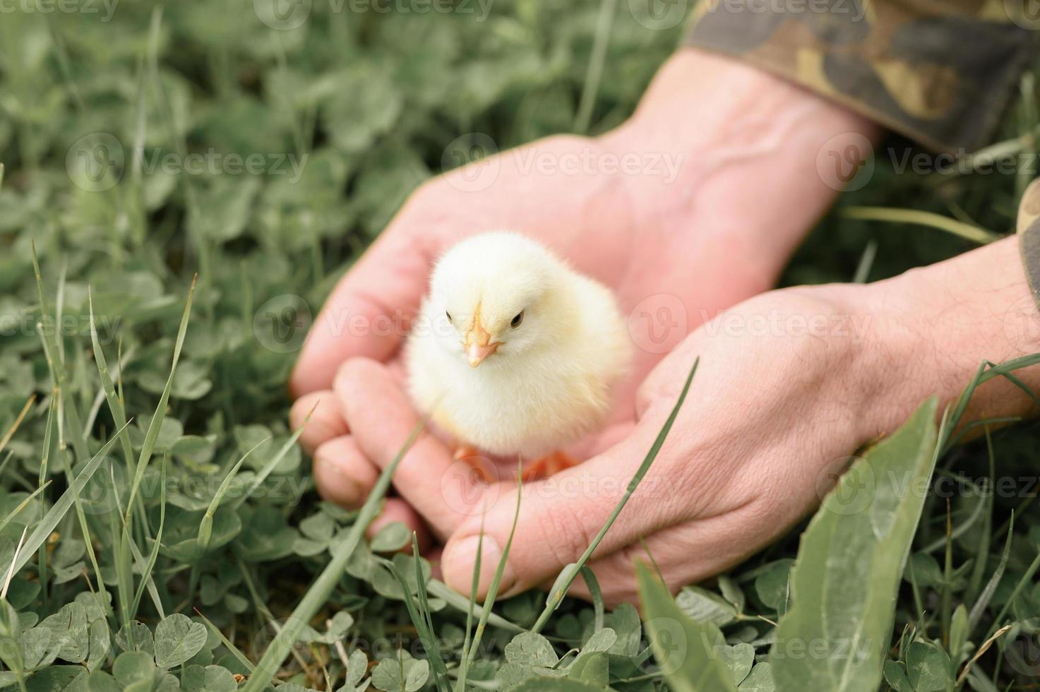 chick newborn baby holding adult man farmer hands photo