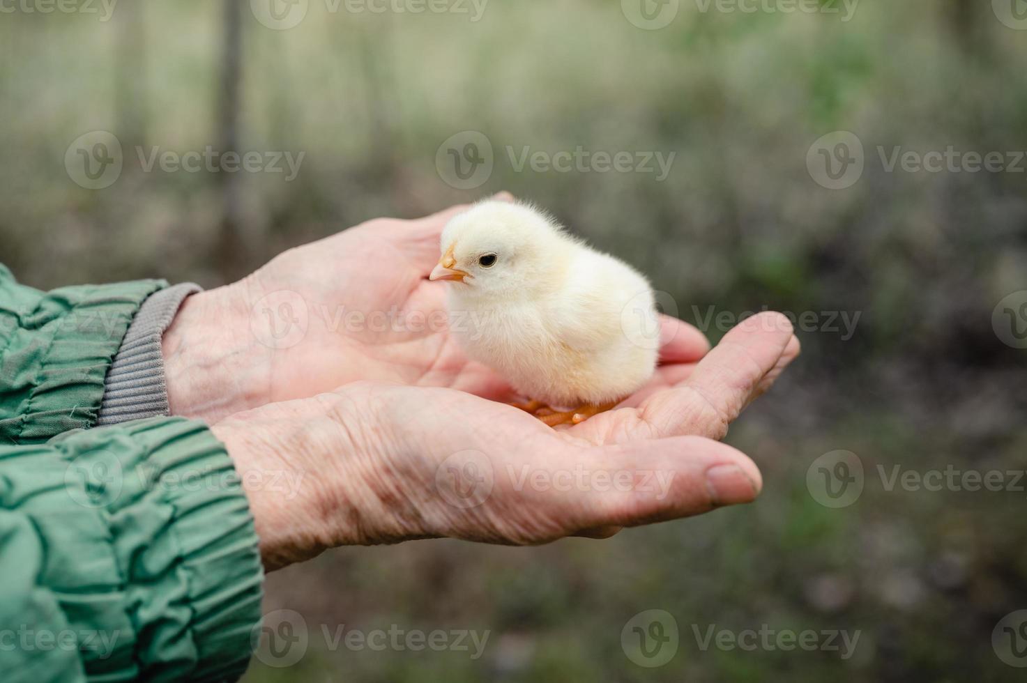 chick newborn baby holdinh senior farmer hands photo