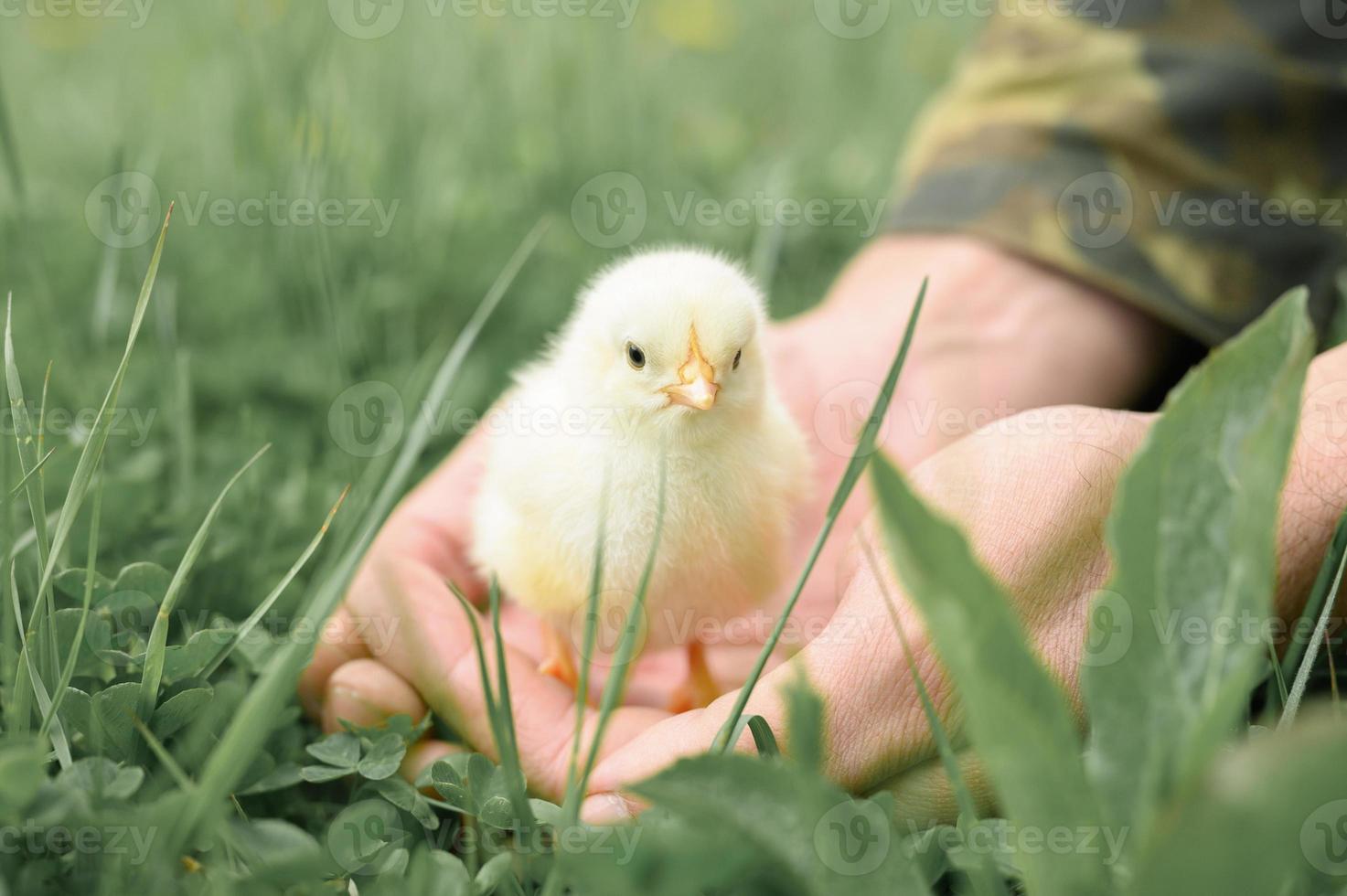 pollito bebé recién nacido sosteniendo hombre adulto manos de granjero foto