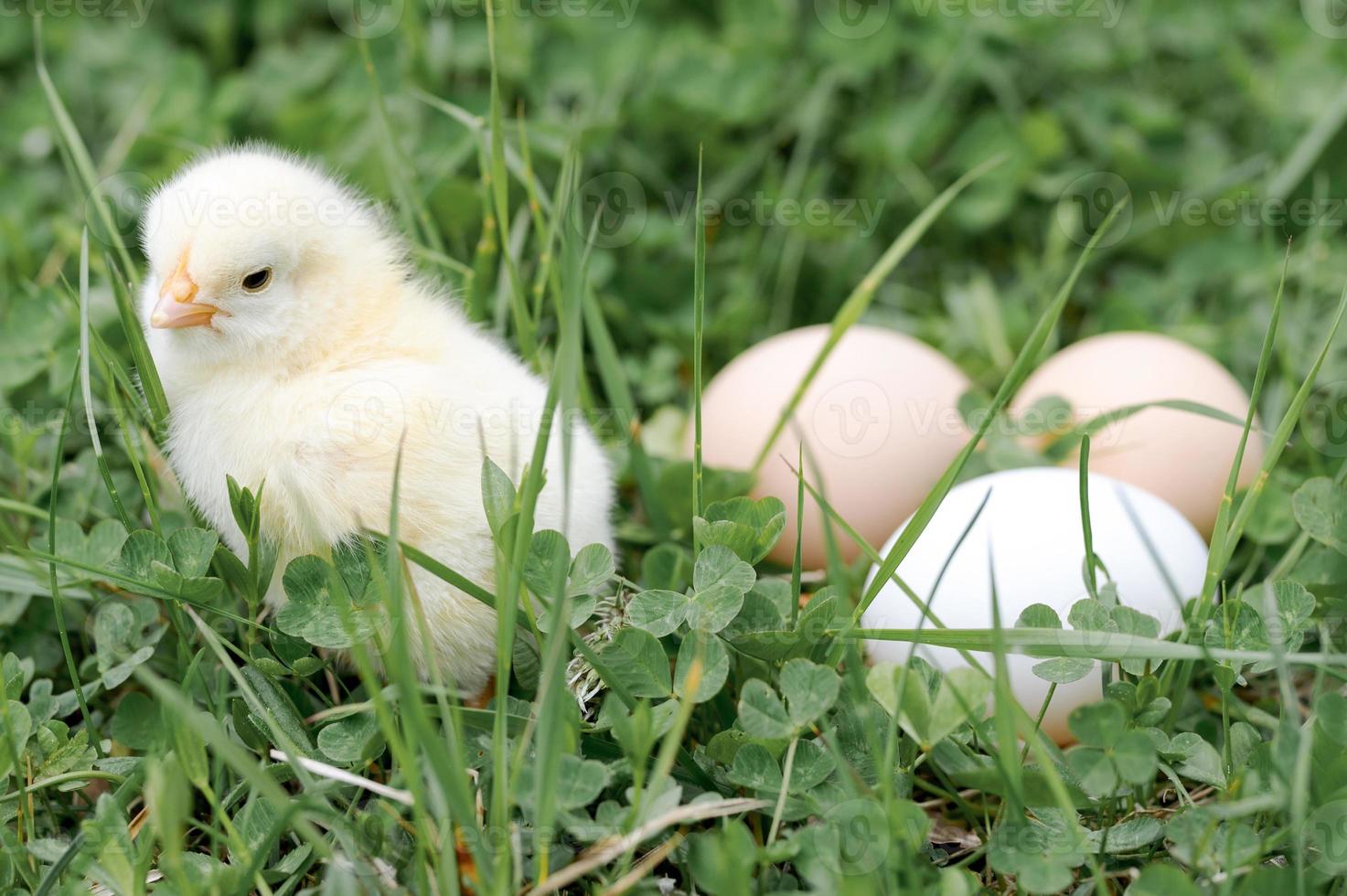 pollito huevos de gallina granja hierba pascua feliz naturaleza foto