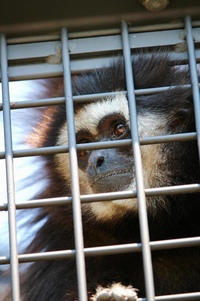 White handed gibbon at the zoo park photo