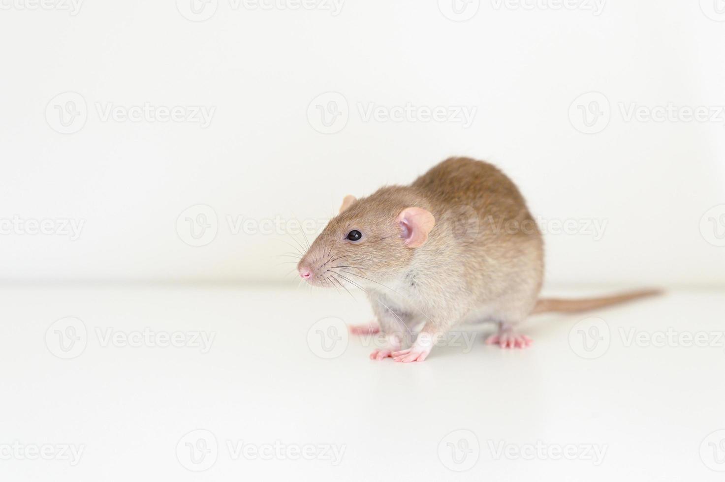 rat pet mouse photo