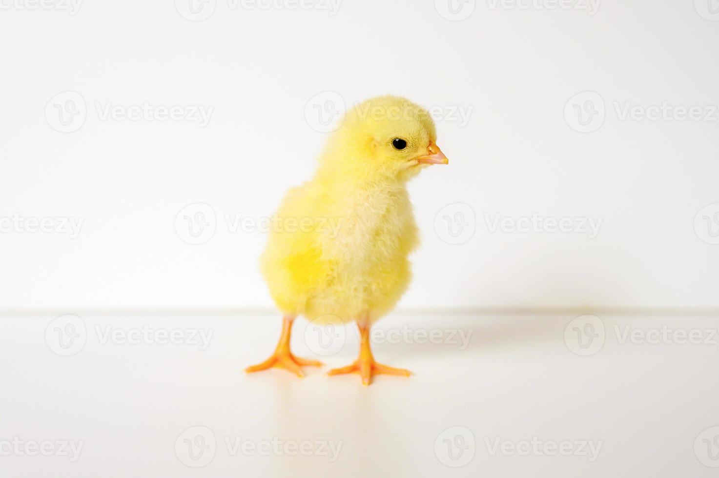 chick chicken baby newborn photo