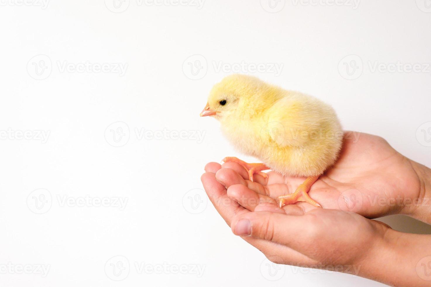 pollito pollo bebé recién nacido foto