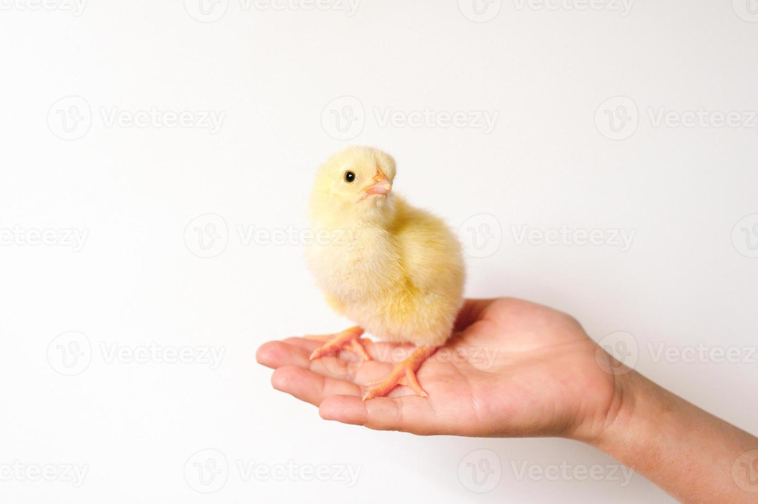 chick chicken baby newborn photo