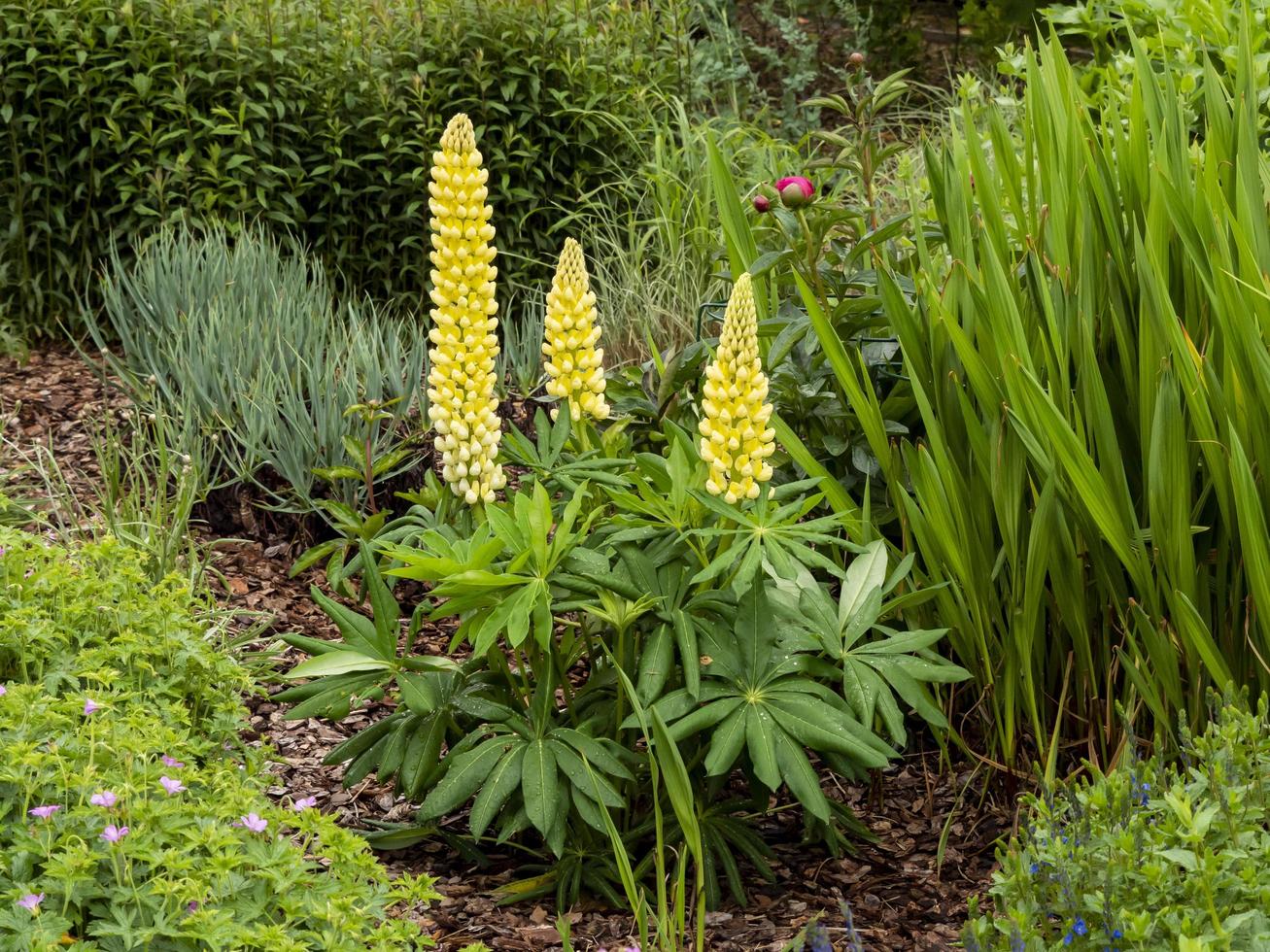 Lupinus lupinus candelabro amarillo florece en un jardín. foto