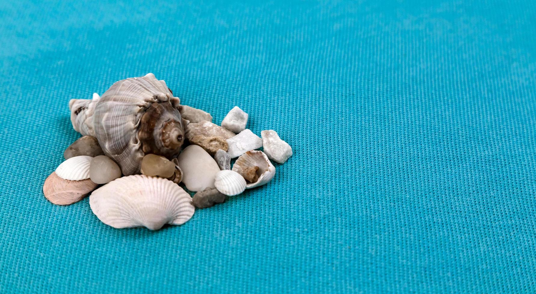 Sea shells laid out on a trendy aqua blue background with an empty place for text photo