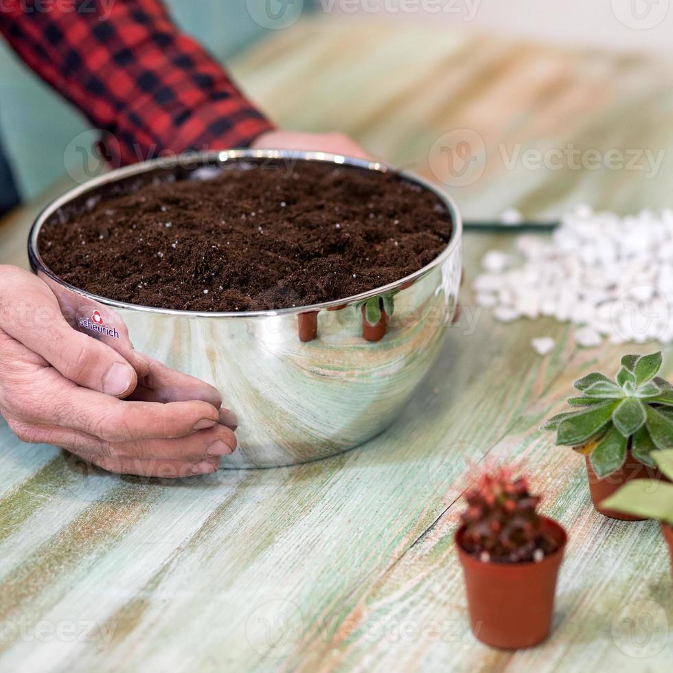 Gardener making planting terrariums with succulents cactuses photo
