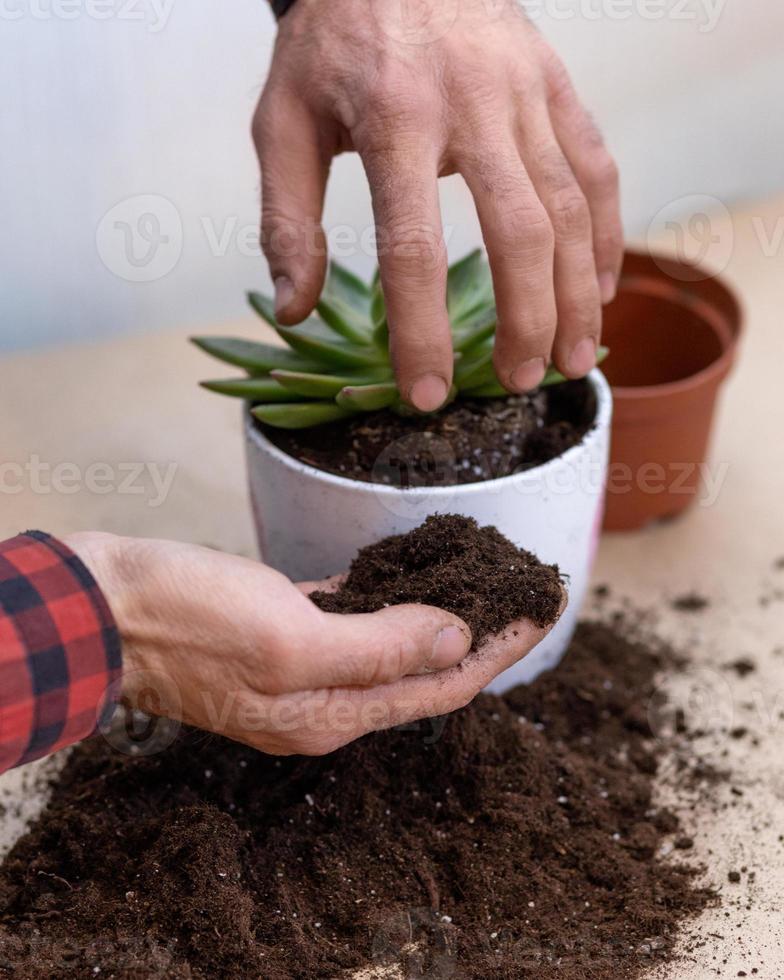 Jardinero haciendo terrarios de plantación con cactus suculentas. foto