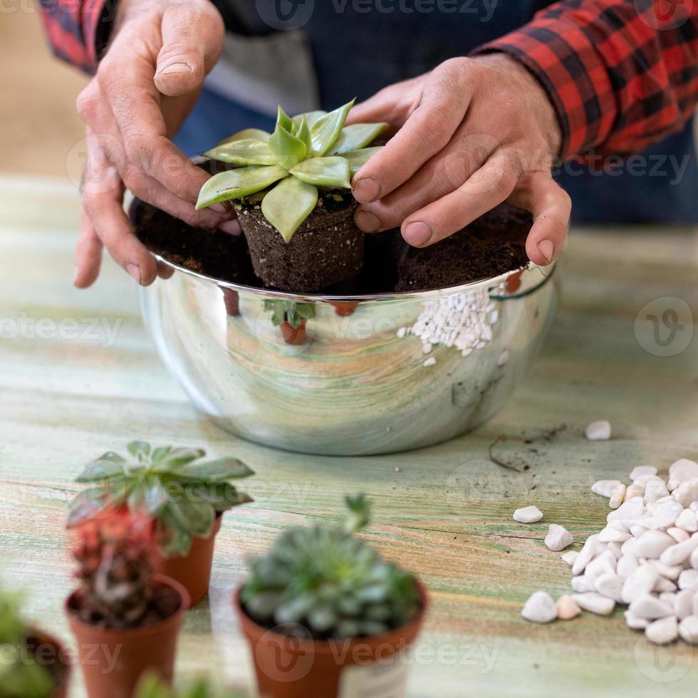 Jardinero haciendo terrarios de plantación con cactus suculentas. foto