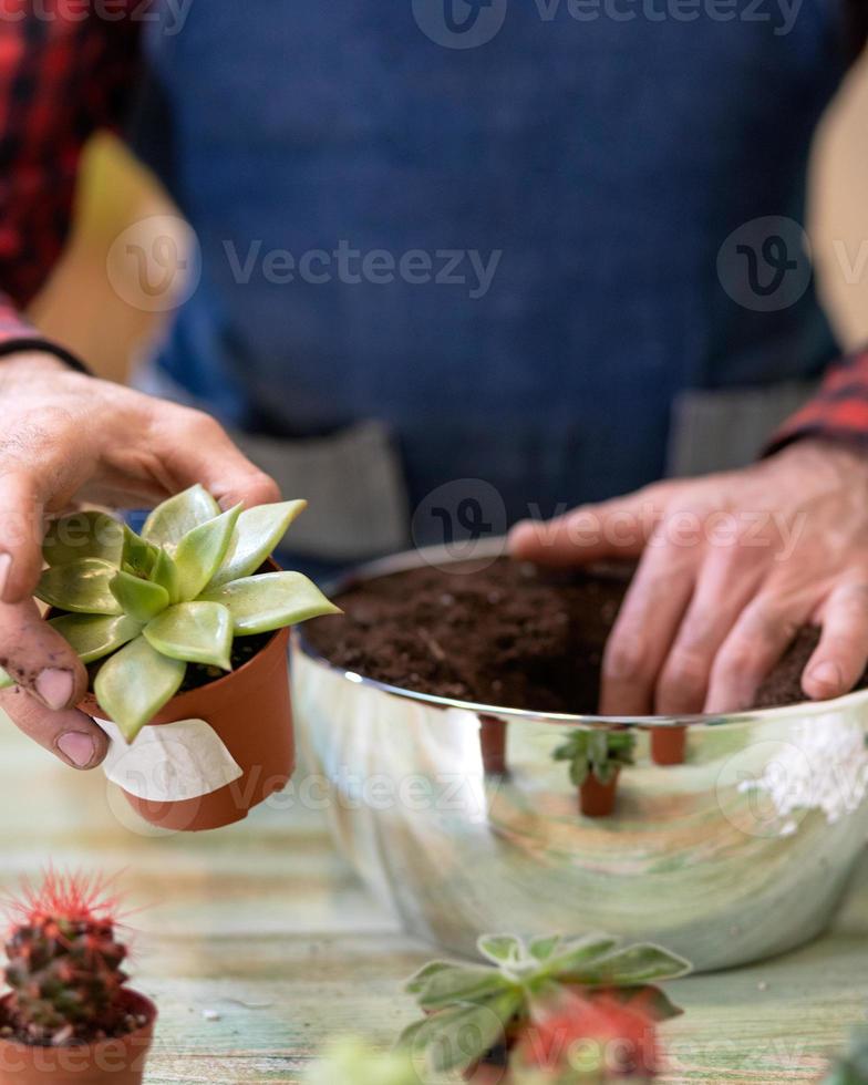 Gardener making planting terrariums with succulents cactuses photo