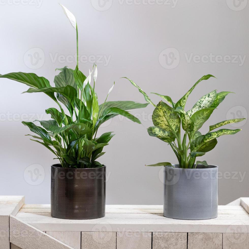 Dieffenbachia mudos bastones con paz lirio spathiphyllum planta foto