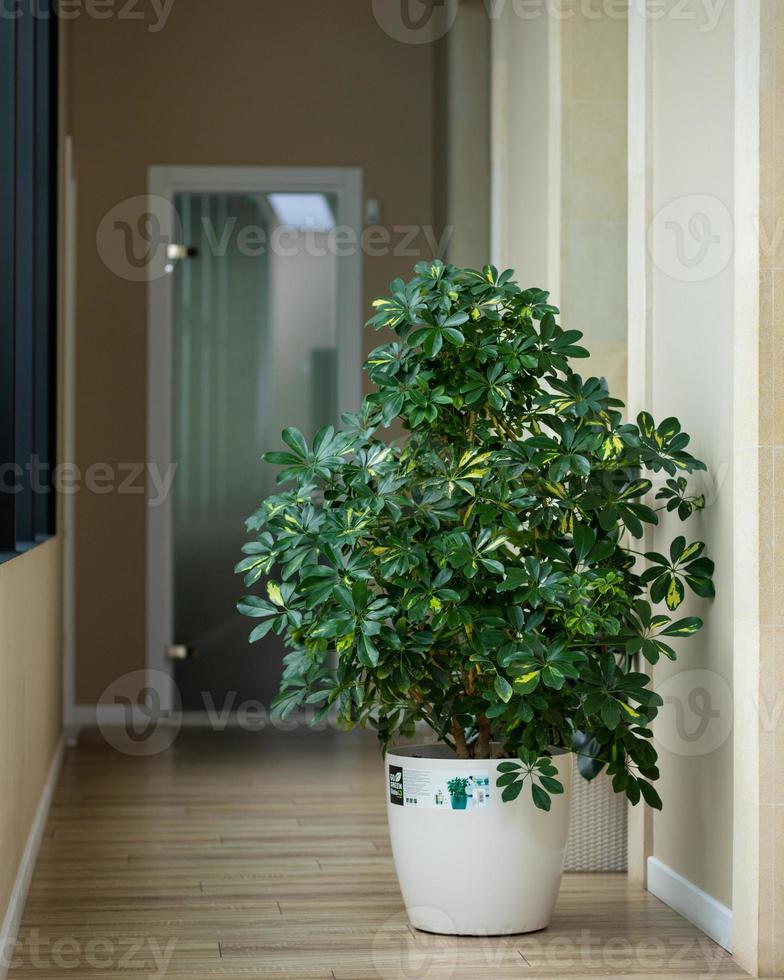 Dwarf umbrella Schefflera arboricola tree at office photo