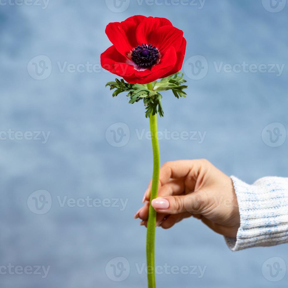 Woman holding red Papaver rhoeas Common poppy flower photo