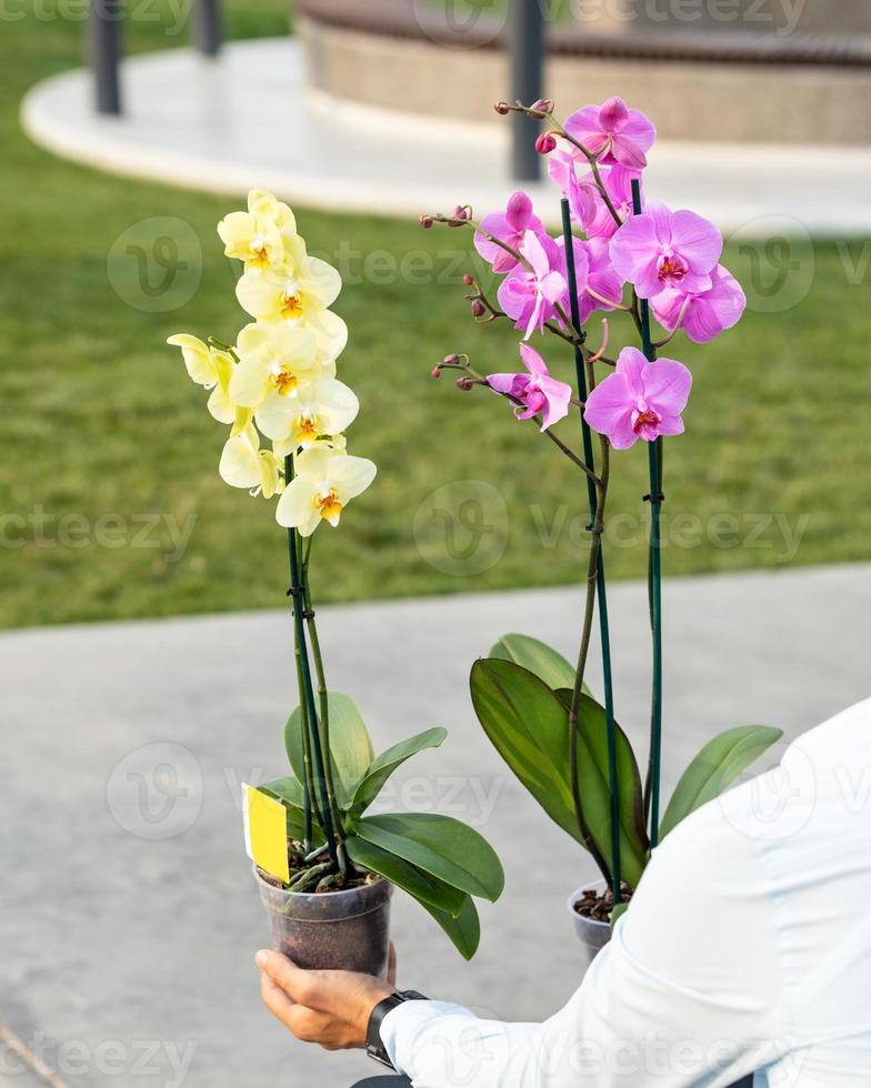 Hermosas orquídeas polilla amarillas y rosadas con fondo verde foto