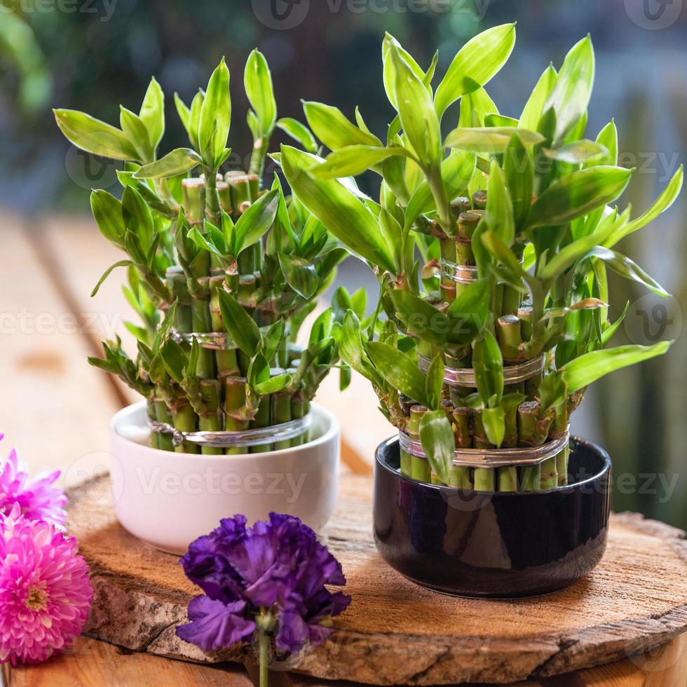 Small bamboo in a pot with flowers photo