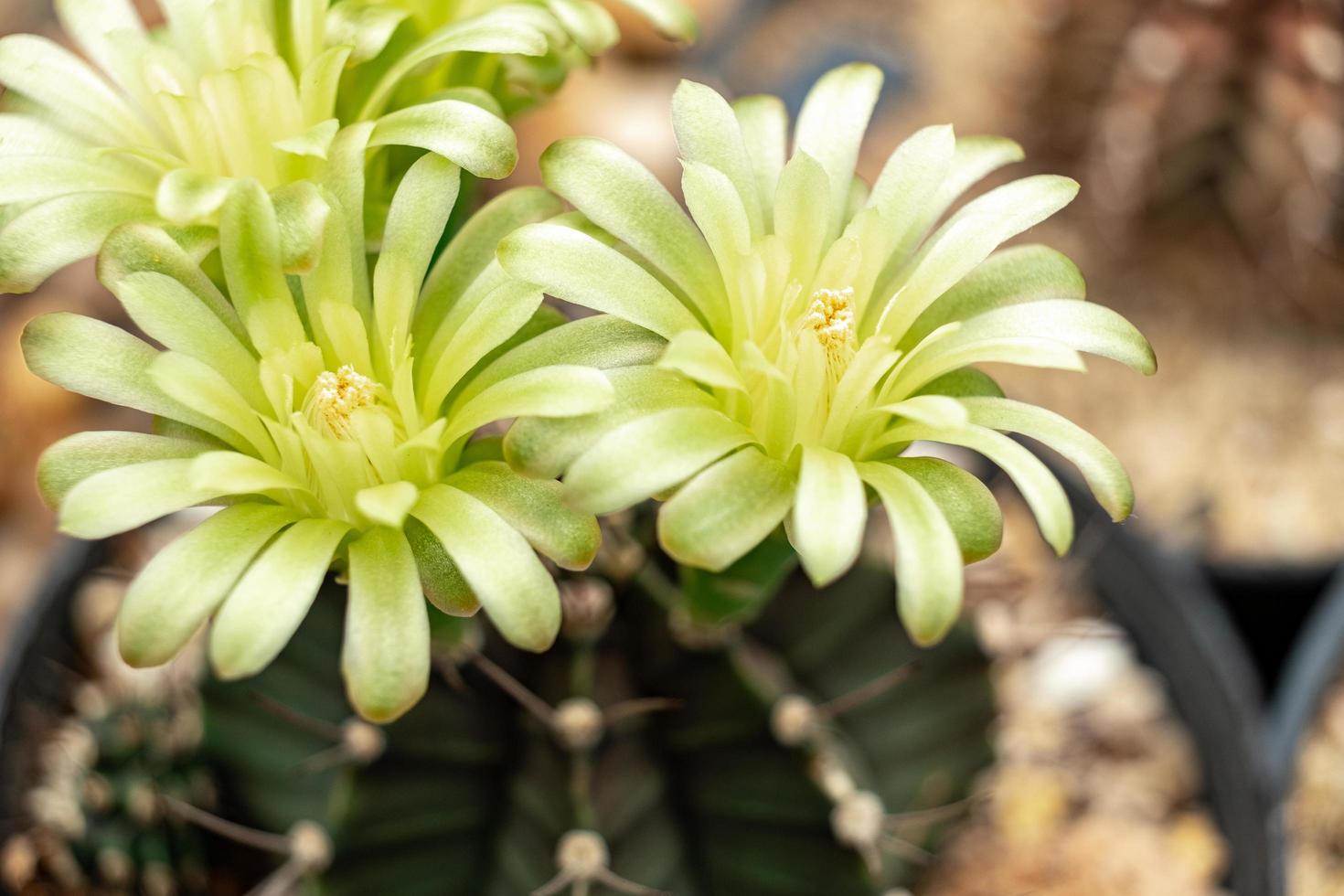 Gymnocalycium mihanovichii flores foto