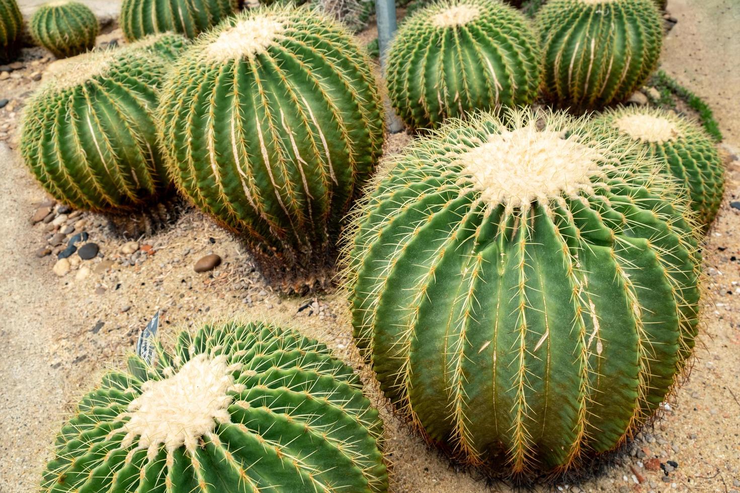 Golden ball cactus in the desert garden photo