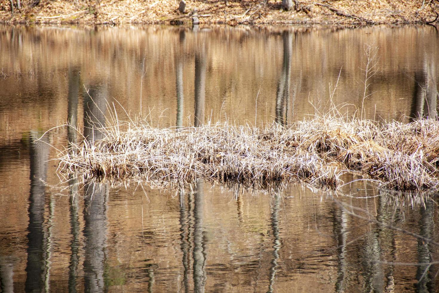 Hierba de pantano en medio de un estanque en la primavera foto