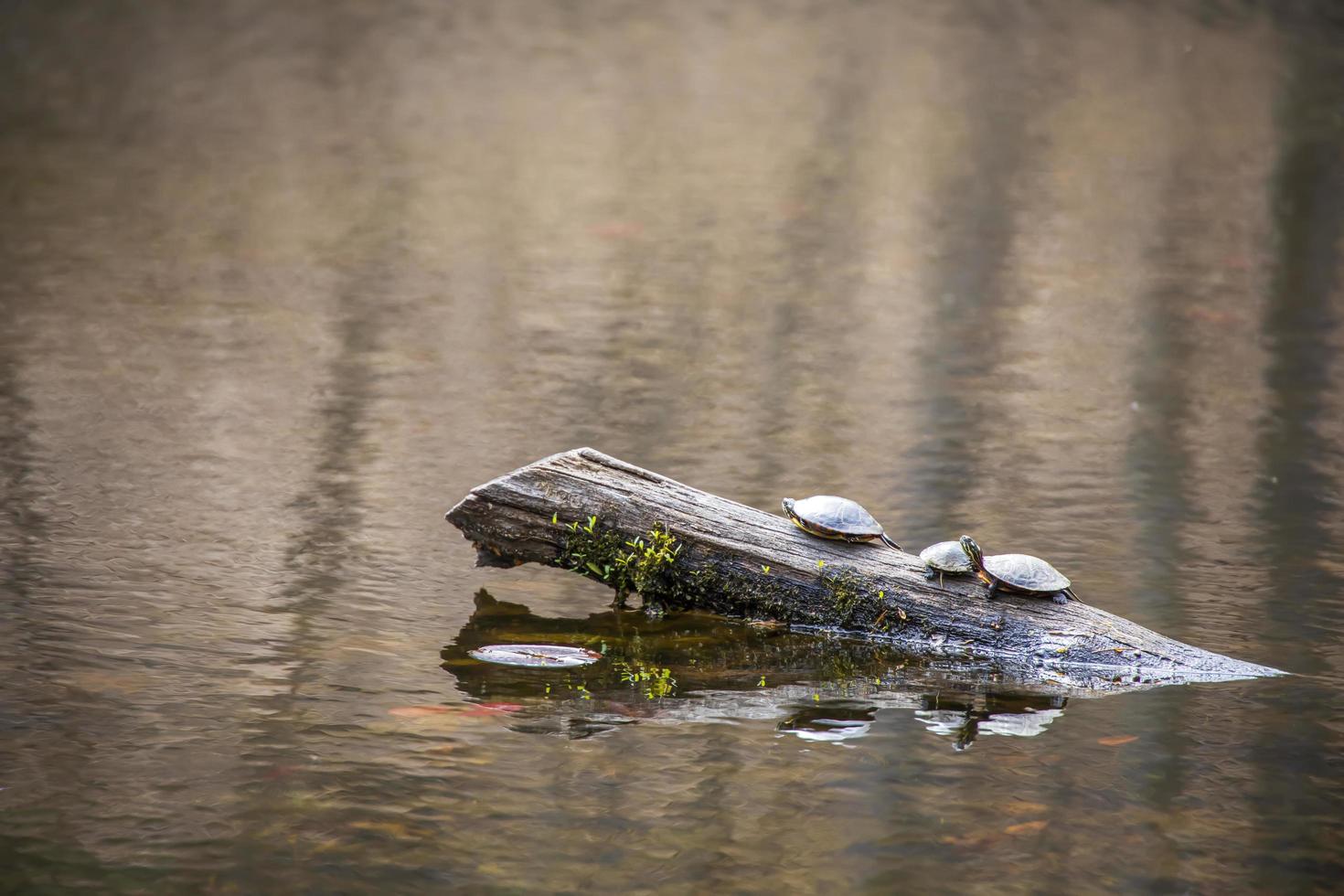 Turtles sitting on a piece of wood in a pond photo