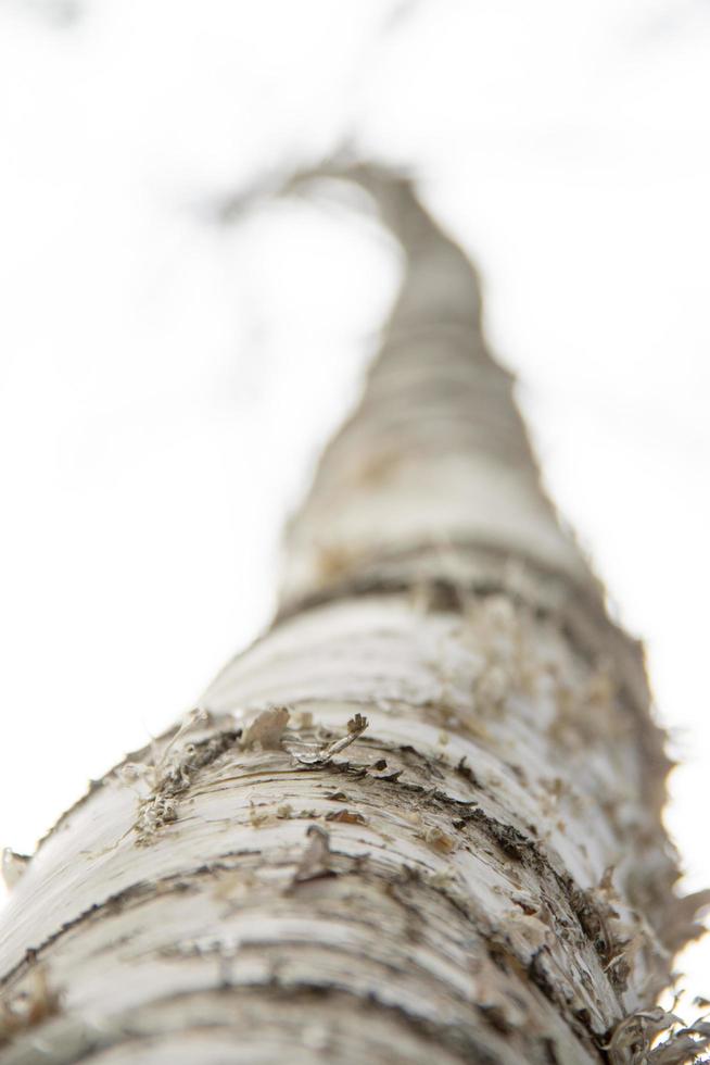 Primer plano de la textura de papel blanco de la corteza de un árbol de abedul foto