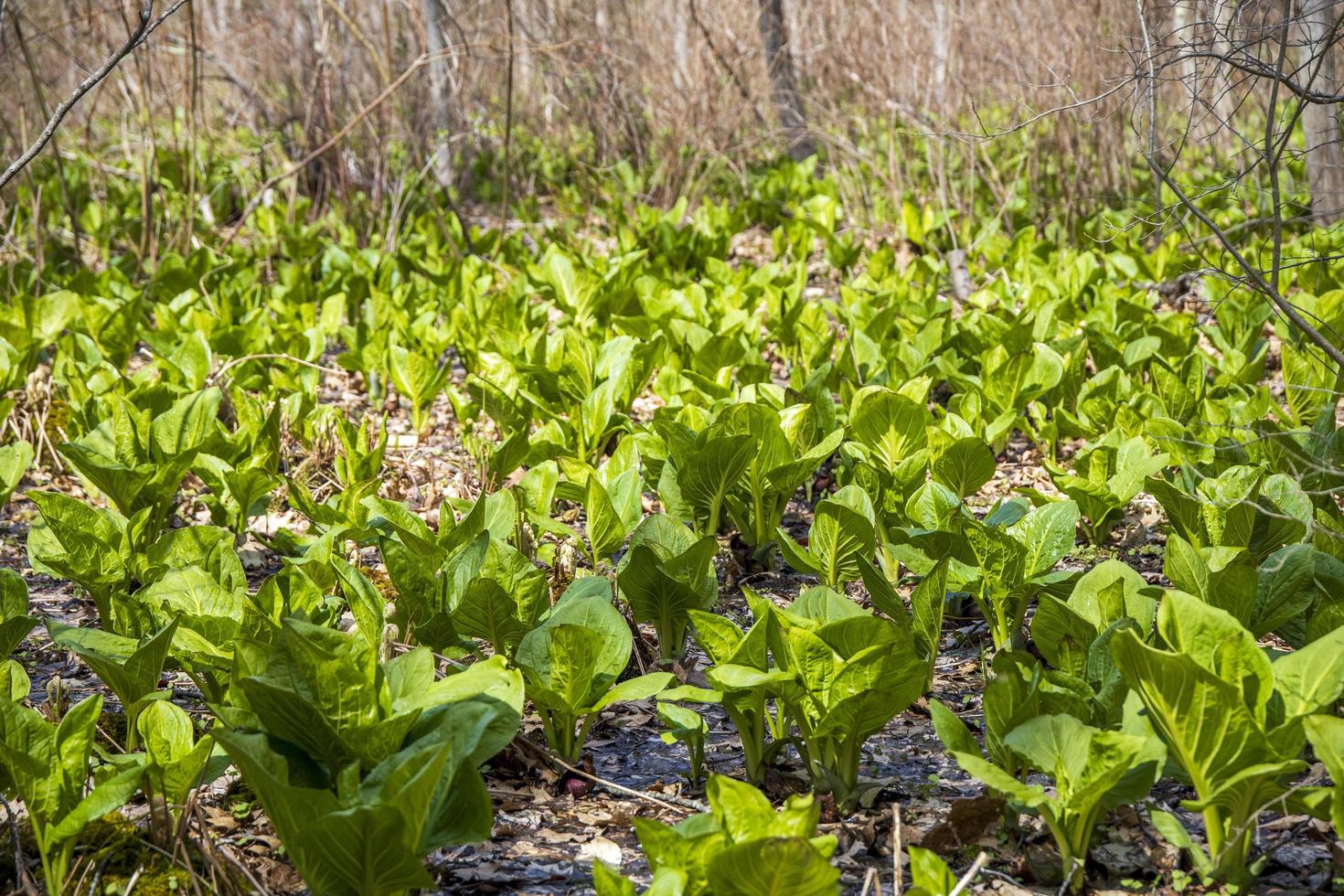 plantas verdes en un pantano en medio del bosque foto