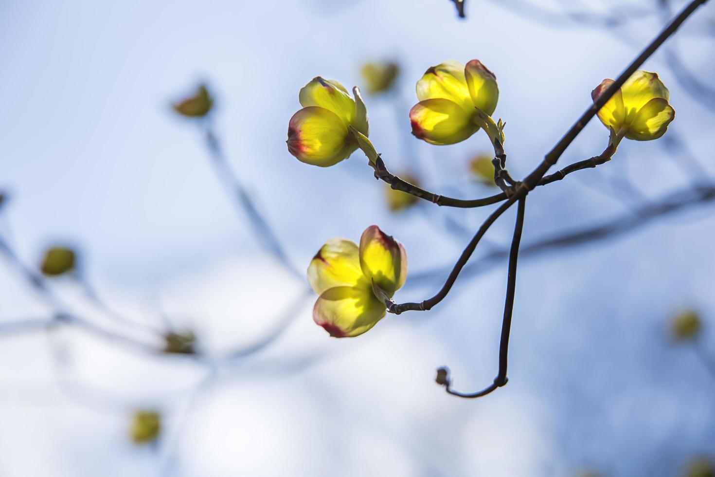 Yellow and red leaf petals lit by the sun photo