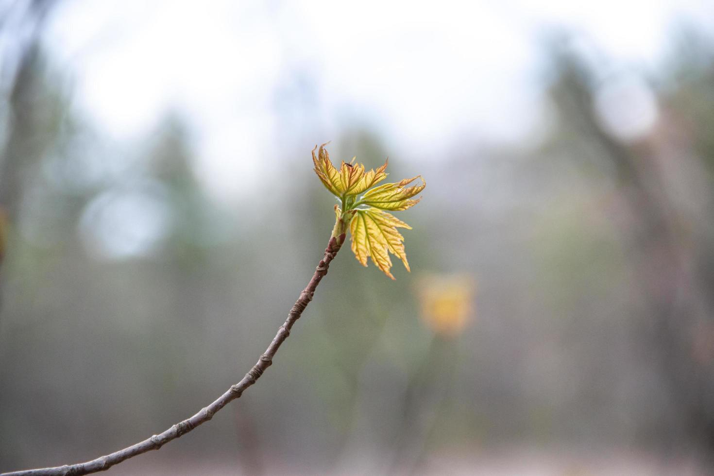 Yellow and red leaf petals lit by the sun photo