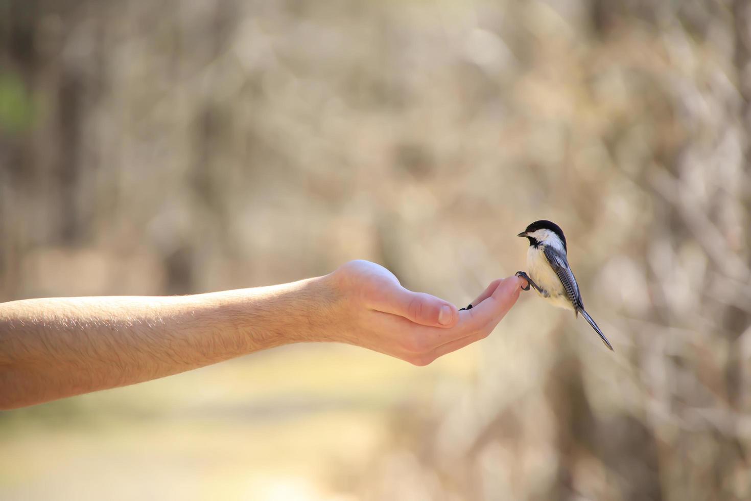 pájaro descansando sobre la mano de una persona mientras se alimenta foto
