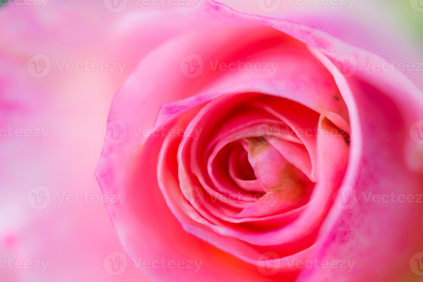 Close up beautiful pink rose flower background photo