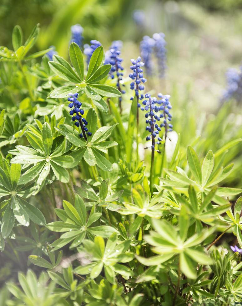 flores de muscari azul foto