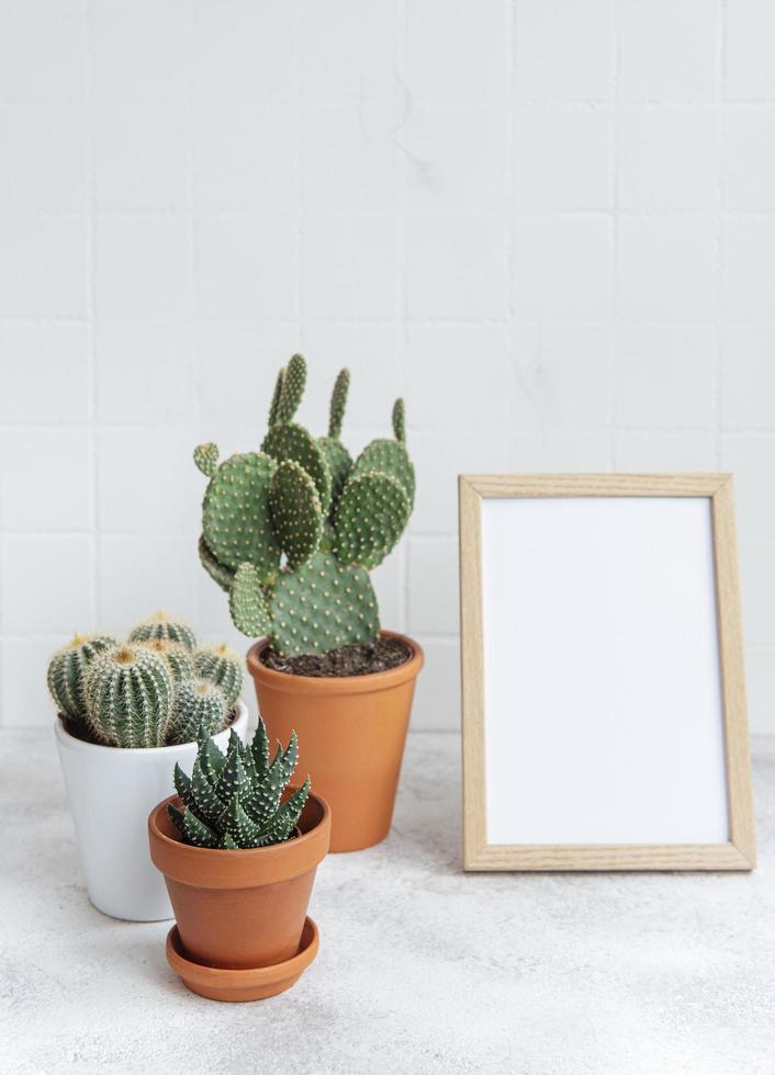 Cactuses and succulent plant in  pots on the table photo