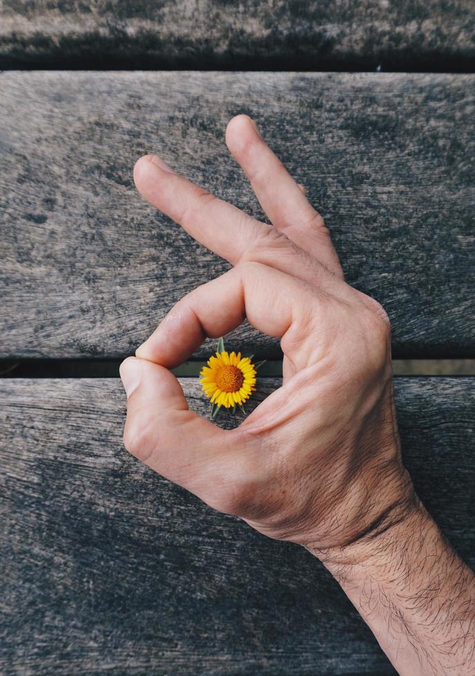 mano sosteniendo una hermosa flor en la temporada de primavera foto