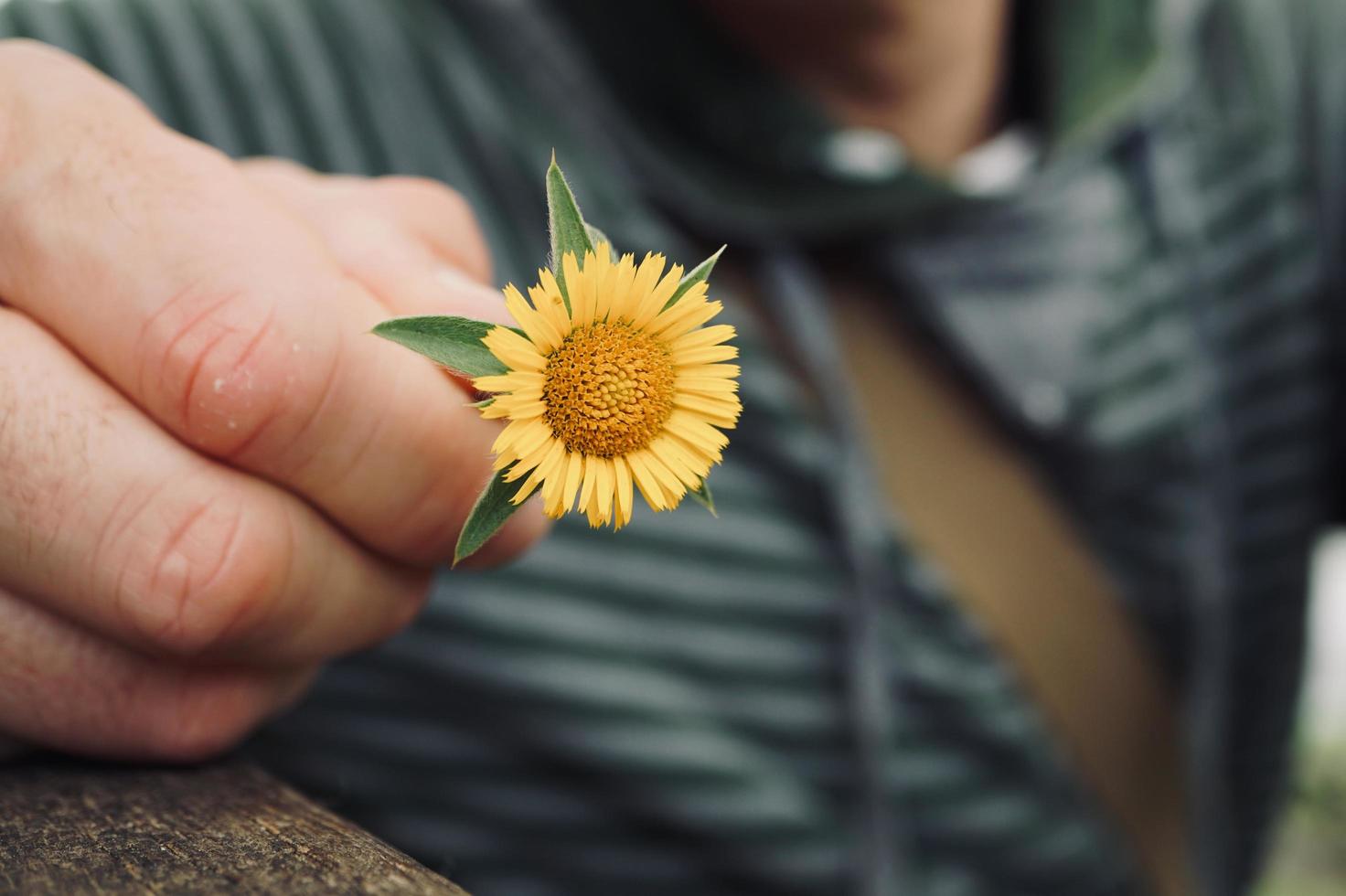 mano sosteniendo una hermosa flor en la temporada de primavera foto