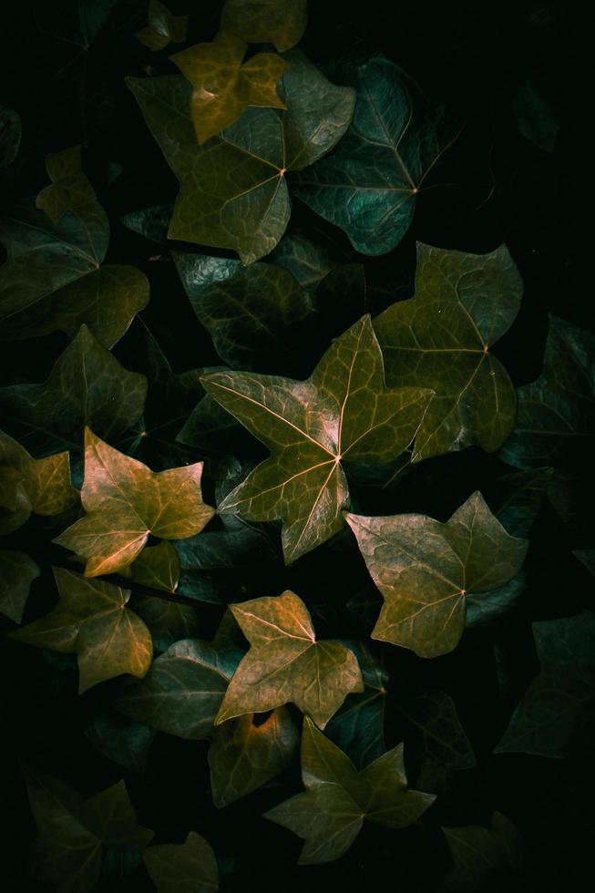 hojas de plantas verdes en la temporada de primavera fondo verde foto