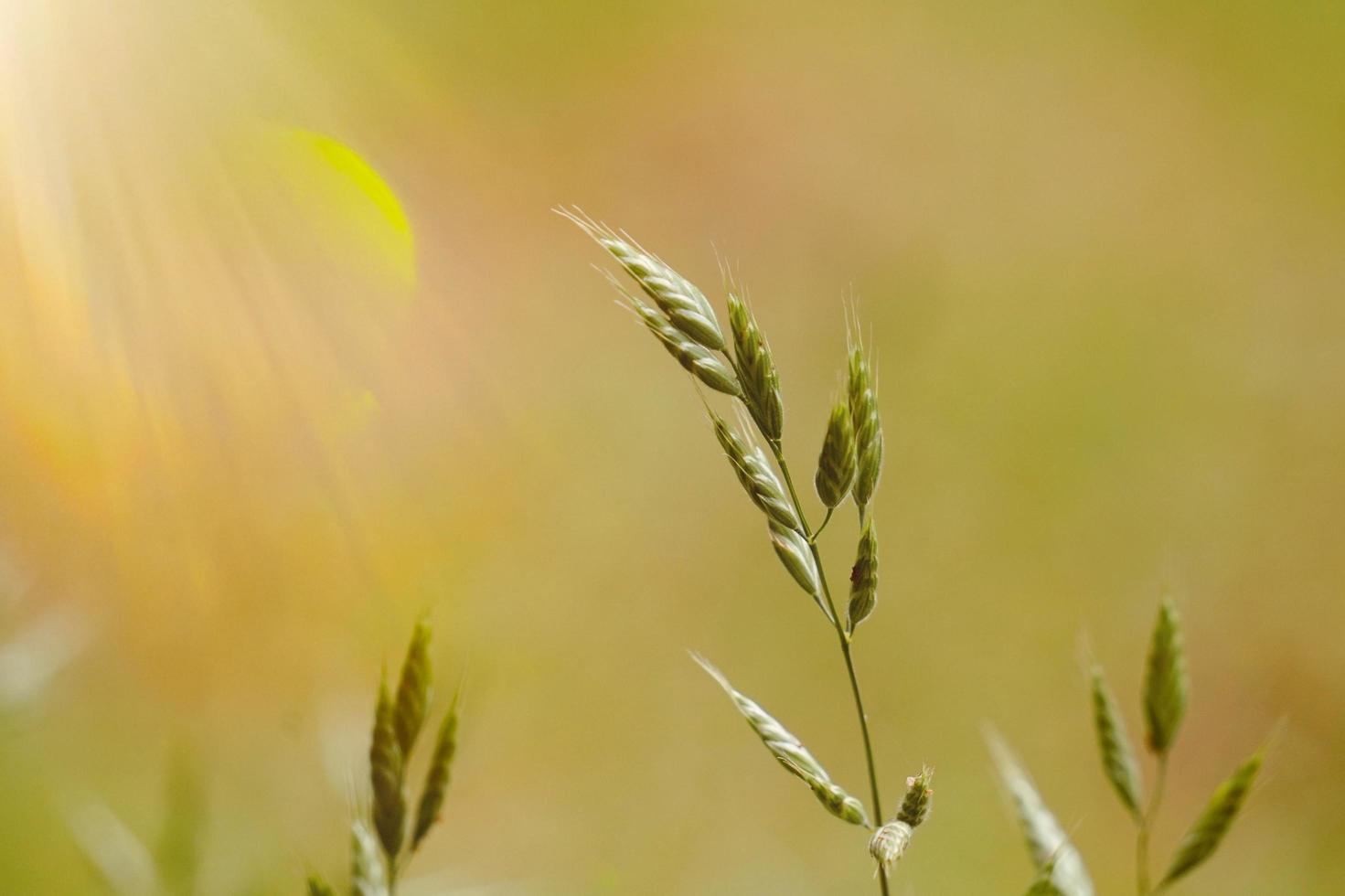 plantas verdes en la naturaleza en primavera foto