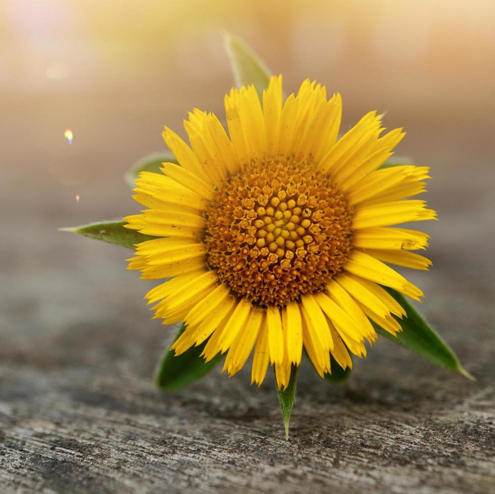 beautiful yellow flower in spring season photo