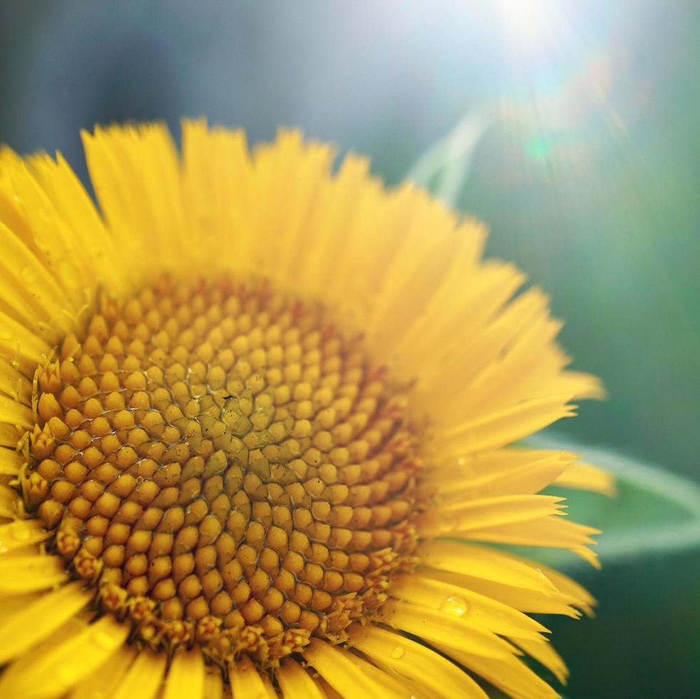 beautiful yellow flower in spring season photo