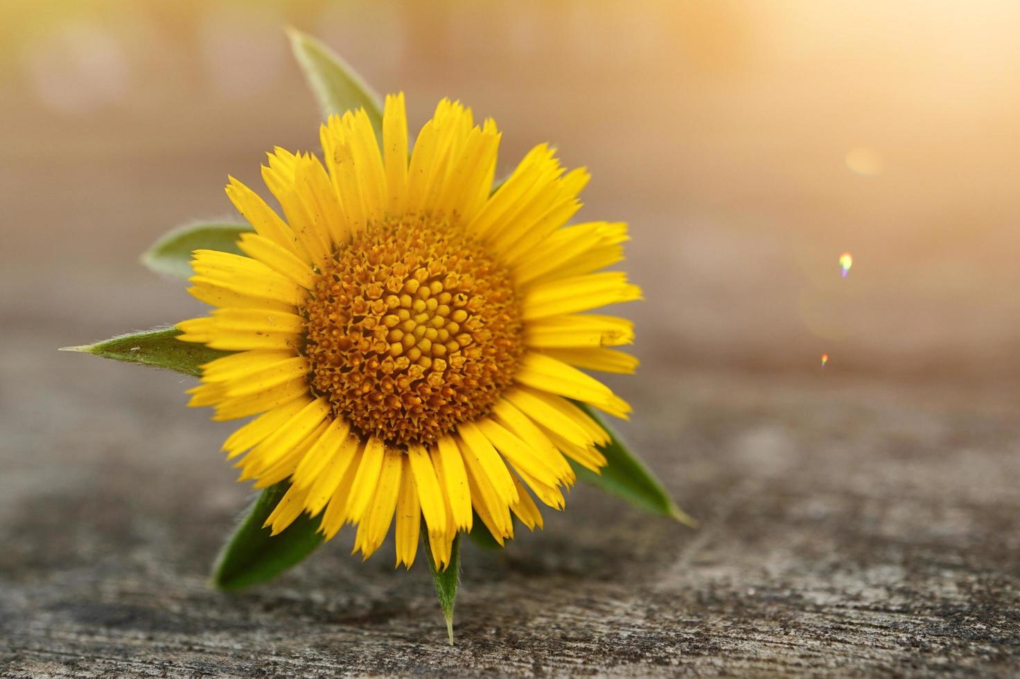 beautiful yellow flower in spring season photo