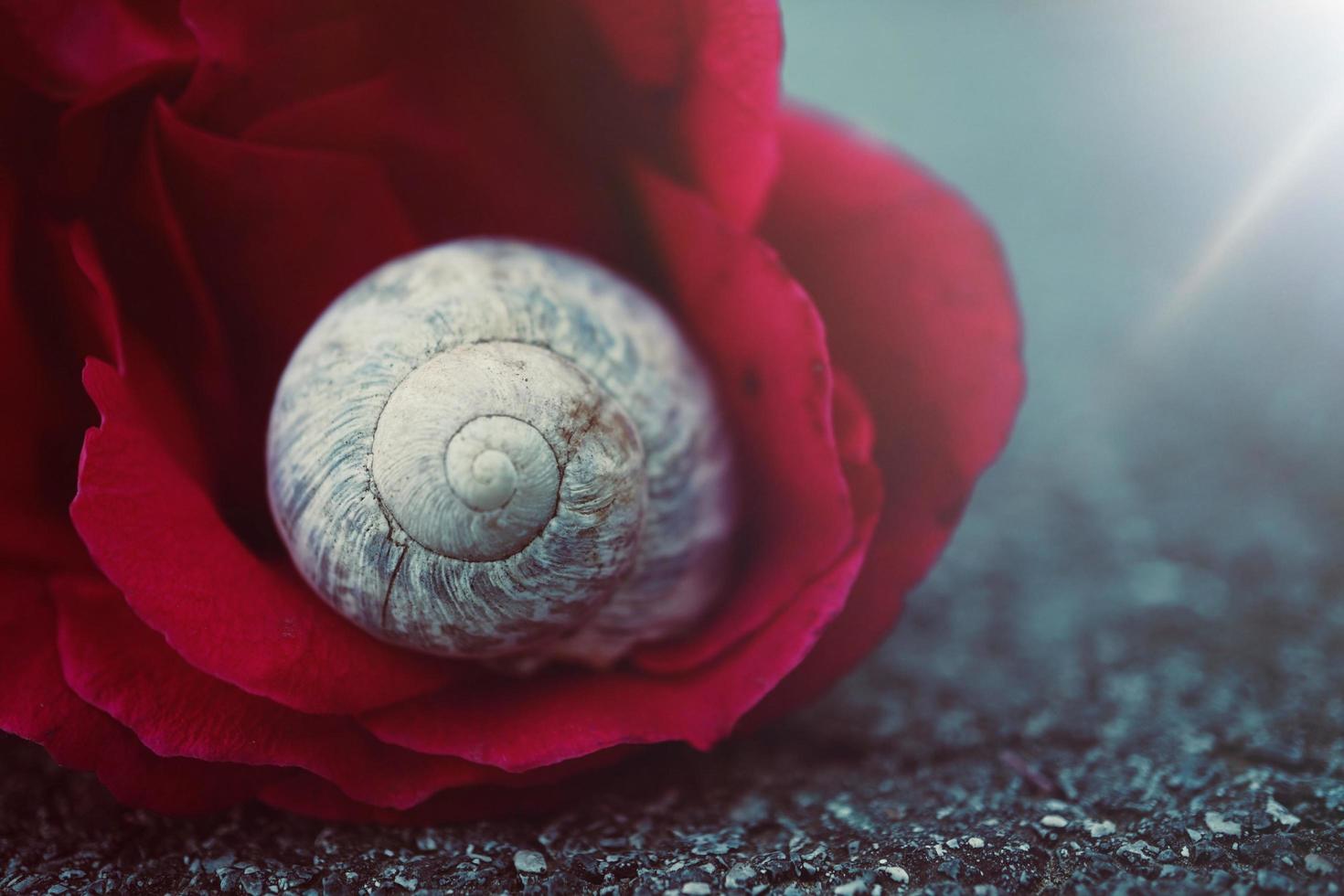 pequeño caracol blanco en la naturaleza foto