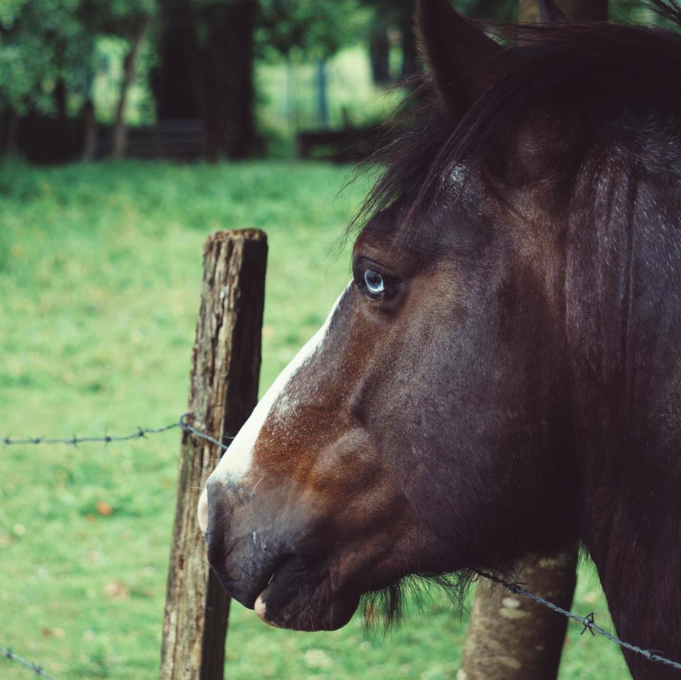 Hermoso retrato de caballo marrón en la pradera foto