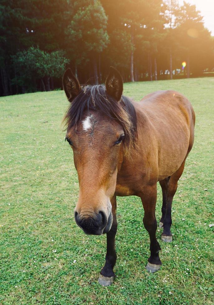 Hermoso retrato de caballo marrón en la pradera foto