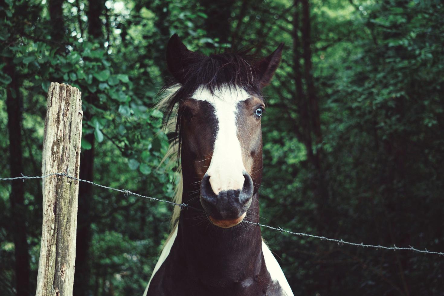 Hermoso retrato de caballo marrón en la pradera foto