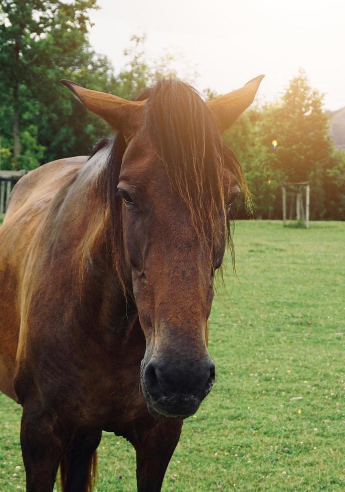 Hermoso retrato de caballo marrón en la pradera foto