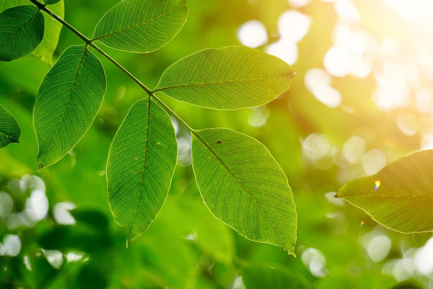 hojas de árbol verde en la naturaleza en primavera foto