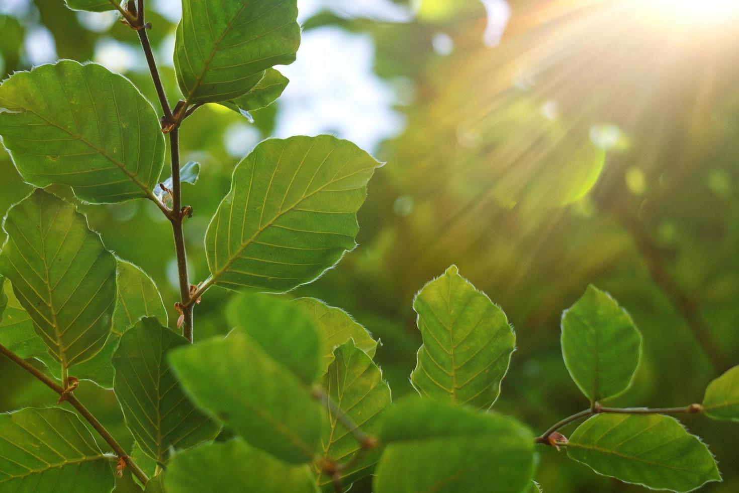 hojas de árbol verde en la naturaleza en primavera foto