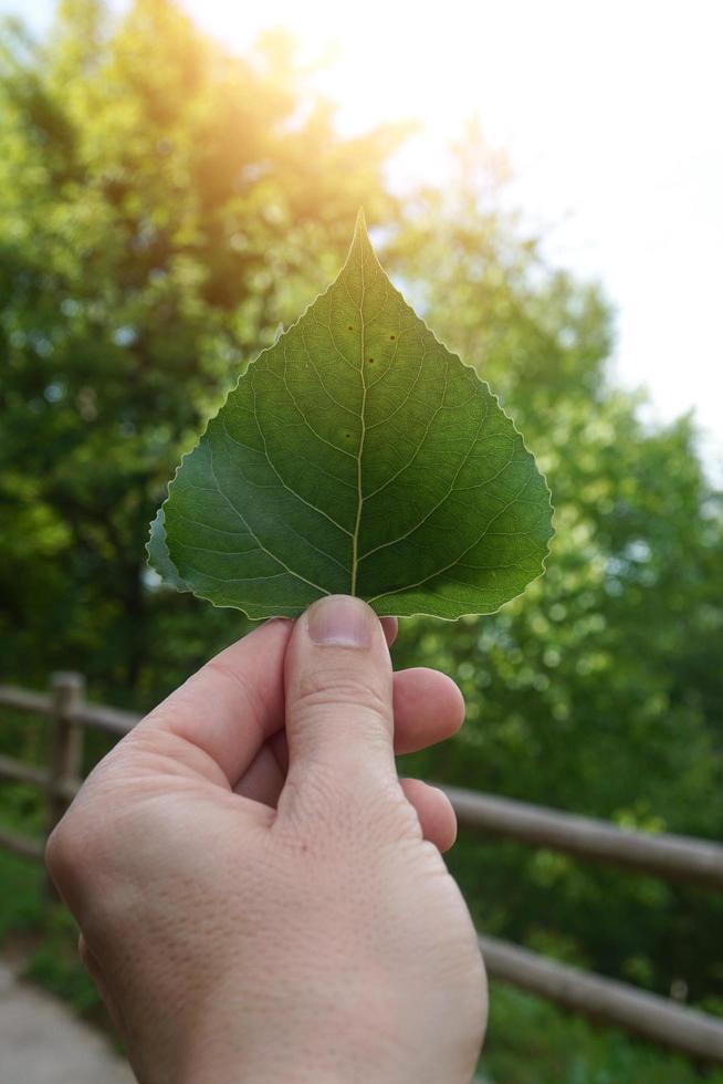 hand holding a leaf photo