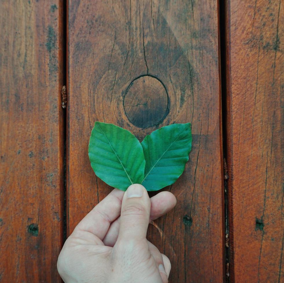 hand holding a leaf photo